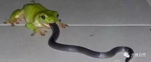 广西吃瓜蛇,吃瓜蛇的独特风味探索