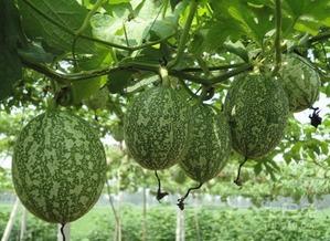 肝癌吃吊瓜好吗,肝癌患者食用吊瓜的益处与注意事项