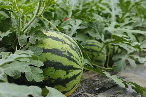 乡村吃瓜,吃瓜乐趣无限