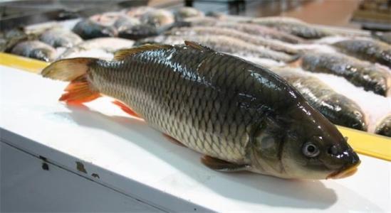 鲤鱼为什么吃瓜,揭秘水生动物的特殊饮食习惯