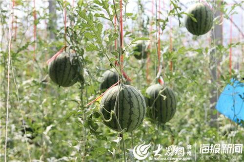 河北汾阳吃瓜视频,一场夏日乡村的欢乐盛宴