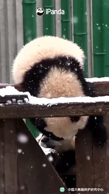 吃瓜小熊喵,揭秘娱乐圈的幕后故事