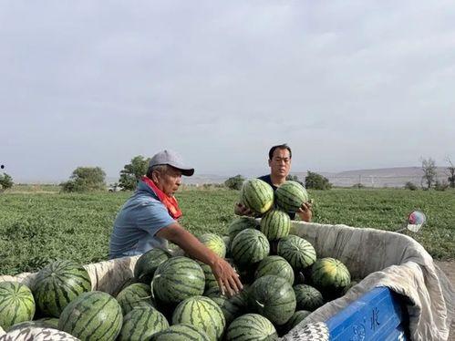 那坡吃瓜,一场别开生面的夏日盛宴